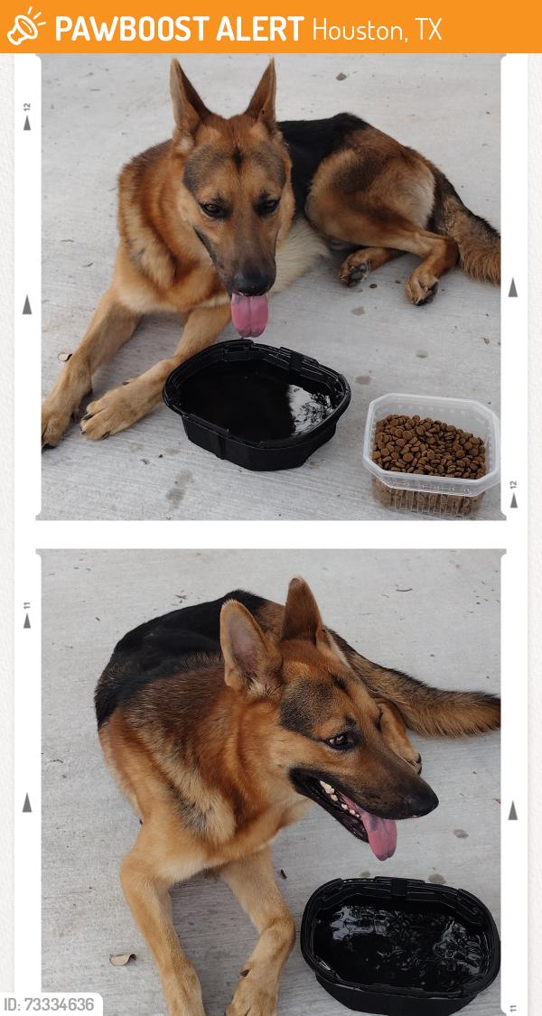 Found/Stray Male Dog last seen TAYMOUTH DR, Houston, TX 77084
