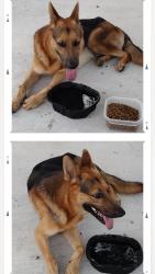 Found/Stray Male Dog last seen TAYMOUTH DR, Houston, TX 77084