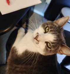 Reunited Female Cat last seen SE Brookwood Ave and E Main St, Hillsboro, OR 97123