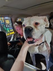 Reunited Female Dog last seen Orchard next to 3639 road e ne, Moses Lake, WA 98837