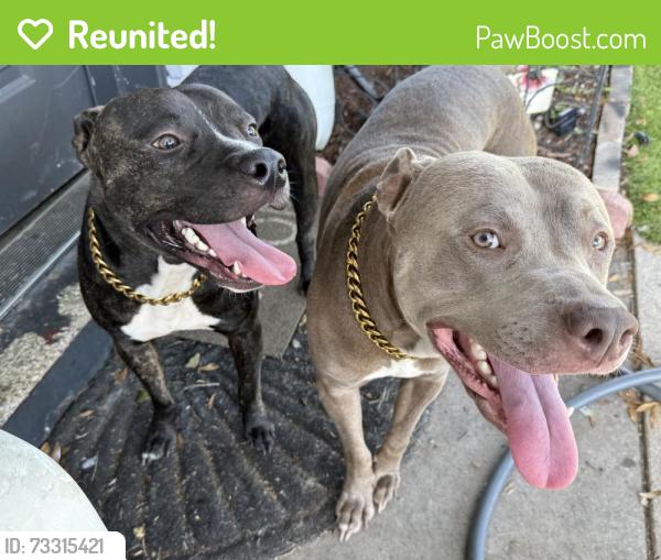 Reunited Male Dog last seen W Hanna Ave 33614, Tampa, FL 33614