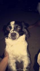 Reunited Male Dog last seen W Deanna Dr, Peoria, AZ, USA, Peoria, AZ 85383
