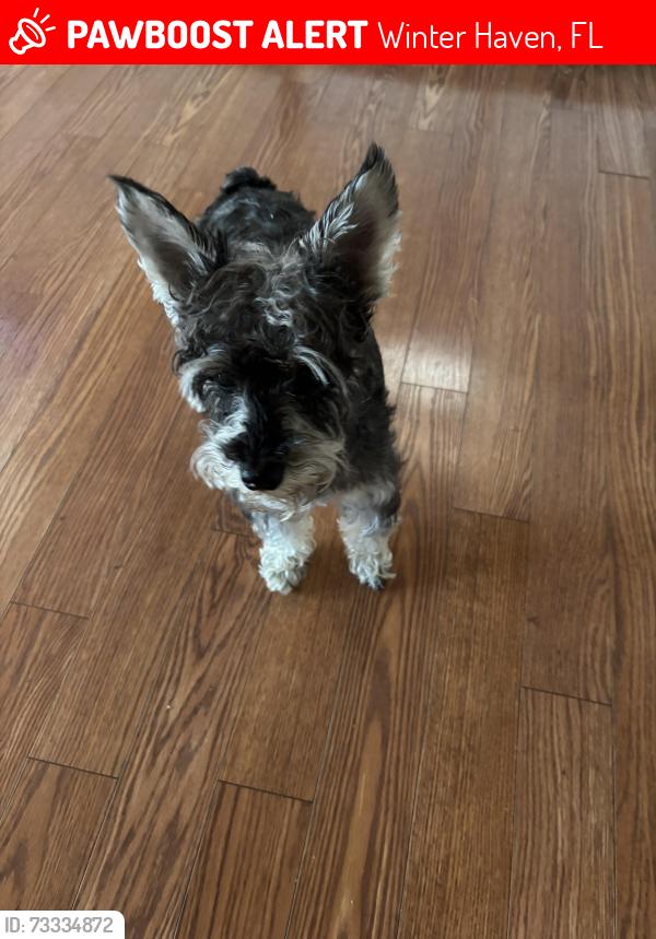 Lost Female Dog last seen 4th st se winter haven, Winter Haven, FL 33880