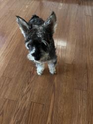 Lost Female Dog last seen 4th st se winter haven, Winter Haven, FL 33880