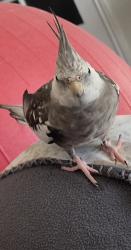 Lost Male Bird last seen Victoria Park and Kingston Road, Toronto, ON M1N 1N4
