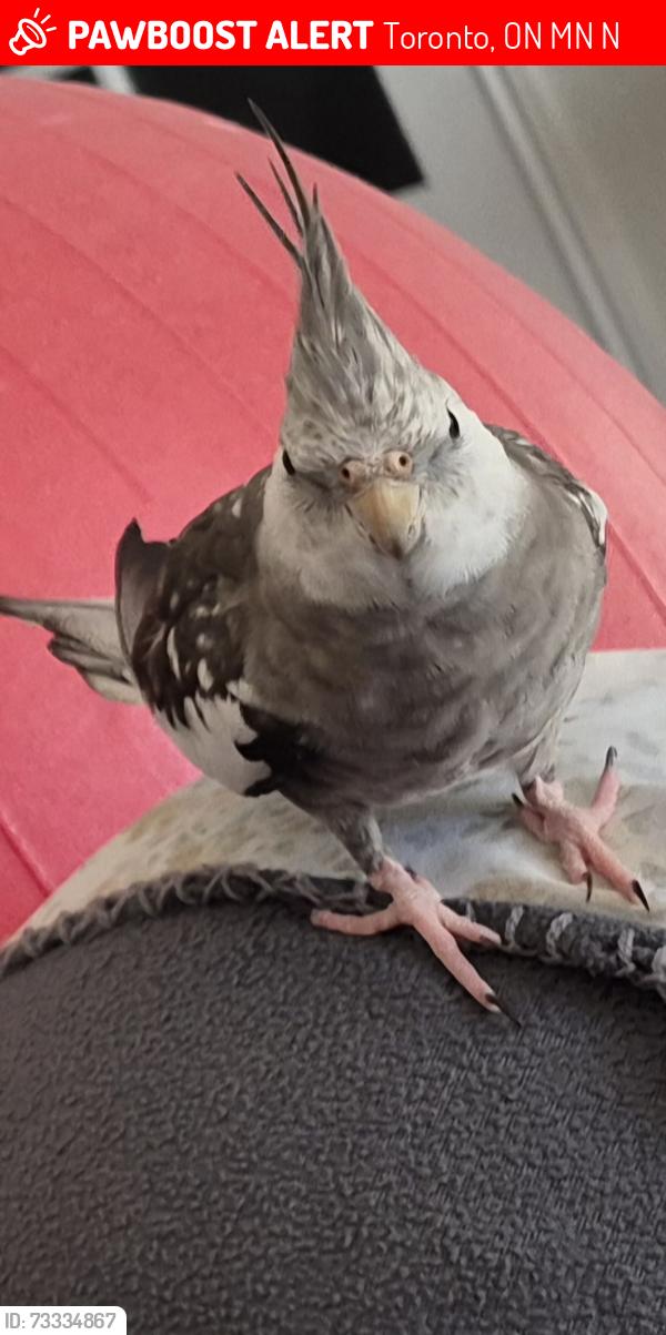 Lost Male Bird last seen Victoria Park and Kingston Road, Toronto, ON M1N 1N4