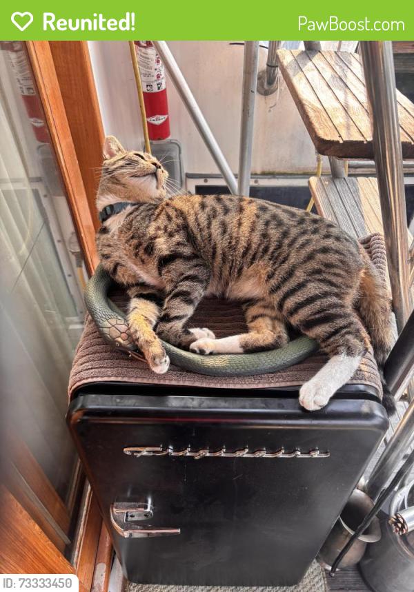 Reunited Male Cat last seen 13th and nickerson nw lower queen anne ballard bridge, Seattle, WA 98119