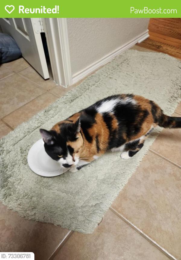 Reunited Unknown Cat last seen Duncanville and Mansfield, Frisco, TX 75035