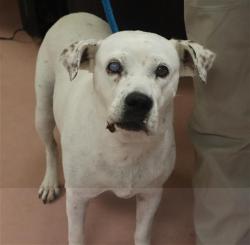 Shelter Stray Female Dog last seen Near BLOCK PIN CUSHION RD, 127 Humane Ln, Columbia, SC 29201, USA