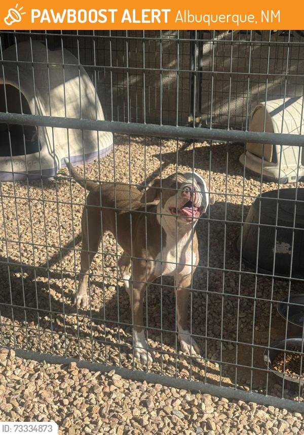 Found/Stray Female Dog last seen San Pablo and Menaul, Albuquerque, NM 87110