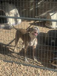 Found/Stray Female Dog last seen San Pablo and Menaul, Albuquerque, NM 87110