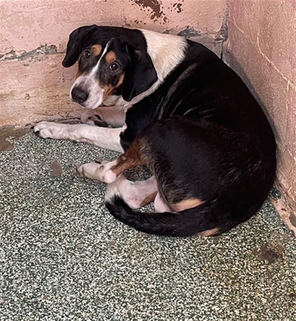 Shelter Stray Male Dog last seen Near BLOCK LONG TRAIL, 127 Humane Ln, Columbia, SC 29201, USA