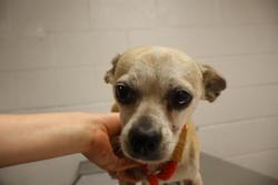 Shelter Stray Male Dog last seen Near BLOCK SANDPIPER LN, 127 Humane Ln, Columbia, SC 29201, USA