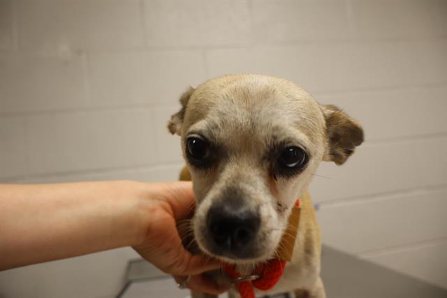 Shelter Stray Male Dog last seen Near BLOCK SANDPIPER LN, 127 Humane Ln, Columbia, SC 29201, USA