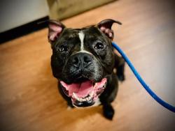 Shelter Stray Male Dog last seen , 2769 Conroy Rd, Orlando, FL 32839, USA