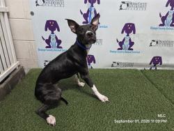Shelter Stray Female Dog last seen , 2769 Conroy Rd, Orlando, FL 32839, USA