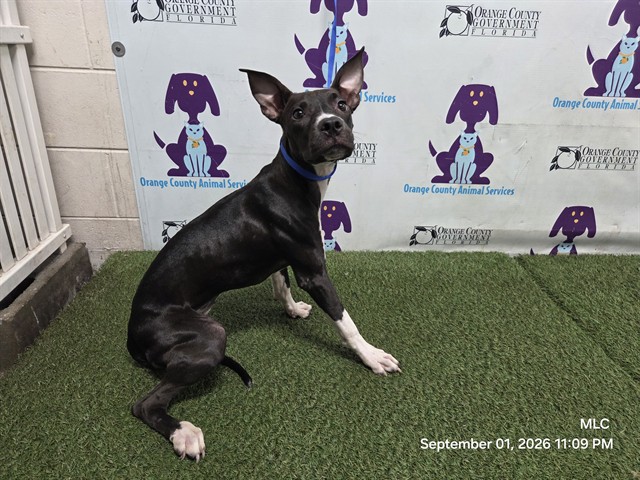 Shelter Stray Female Dog last seen , 2769 Conroy Rd, Orlando, FL 32839, USA