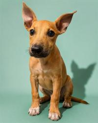 Shelter Stray Female Dog last seen Near BLOCK KANKAKEE BLVD, 2020 Forest St, Jacksonville, FL 32204, USA
