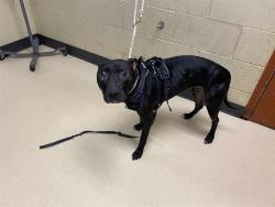 Shelter Stray Male Dog last seen Near BLOCK W BECHER, 3839 W Burnham St, West Milwaukee, WI 53215, USA