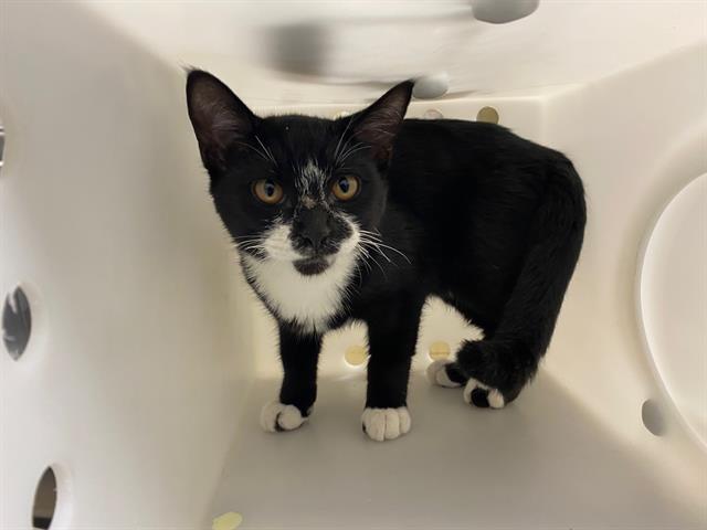 Shelter Stray Male Cat last seen Near BLOCK W LANCASTER AVE, 3839 W Burnham St, West Milwaukee, WI 53215, USA
