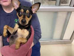 Shelter Stray Male Dog last seen Near BLOCK W FOND DU LAC, 3839 W Burnham St, West Milwaukee, WI 53215, USA
