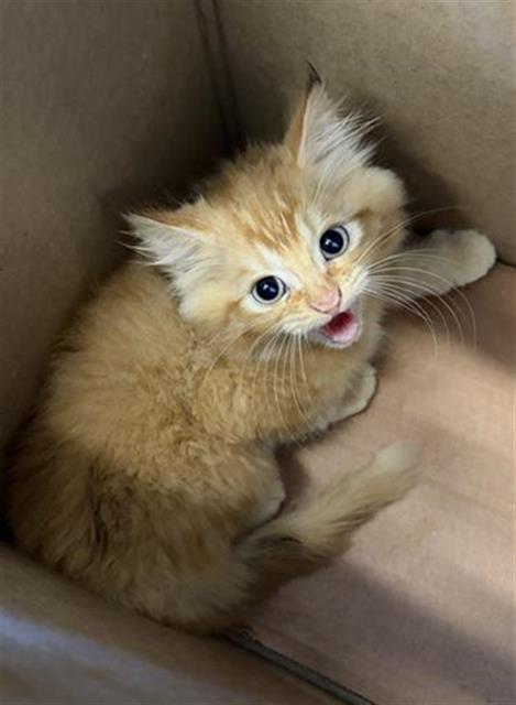 Shelter Stray Male Cat last seen Near BLOCK S 3600 W, WEST VALLEY CITY UT 84119, 4522 W 3500 S, West Valley City, UT 84120, USA