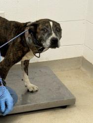 Shelter Stray Female Dog last seen GRAHAM, 221 Stone Quarry Rd, Burlington, NC 27217, USA