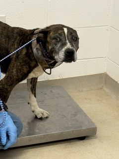 Shelter Stray Female Dog last seen GRAHAM, 221 Stone Quarry Rd, Burlington, NC 27217, USA