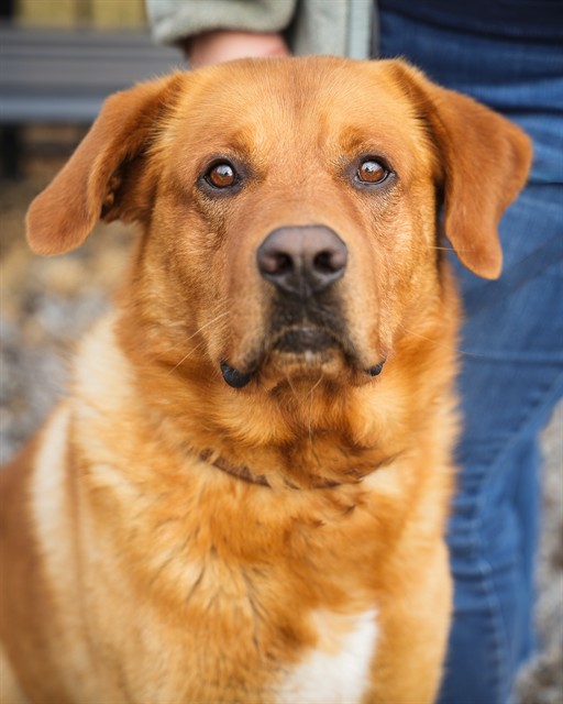 Shelter Stray Male Dog last seen Near BLOCK SUNSET BLVD, 1601 Airport Rd, Shelby, NC 28150, USA