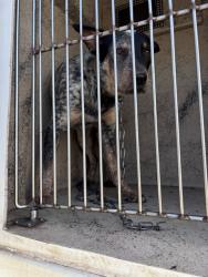 Shelter Stray Unknown Dog last seen Near BLOCK ENTERPRISE AVE, 2811 SE 29th St, Oklahoma City, OK 73129, USA