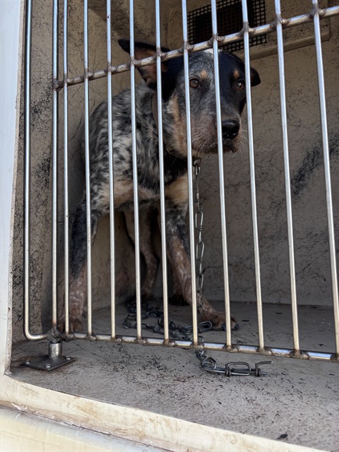 Shelter Stray Unknown Dog last seen Near BLOCK ENTERPRISE AVE, 2811 SE 29th St, Oklahoma City, OK 73129, USA