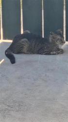 Shelter Stray Male Cat last seen HEATHER CT, 4710 TX-151, San Antonio, TX 78227, USA