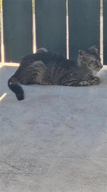Shelter Stray Male Cat last seen HEATHER CT, 4710 TX-151, San Antonio, TX 78227, USA