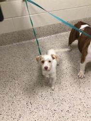 Shelter Stray Male Dog last seen Near BLOCK 96TH AVE, 12155 Park Blvd, Brighton, CO 80601, USA