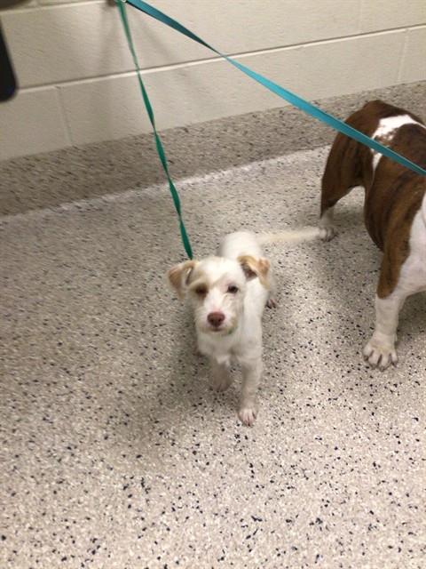Shelter Stray Male Dog last seen Near BLOCK 96TH AVE, 12155 Park Blvd, Brighton, CO 80601, USA
