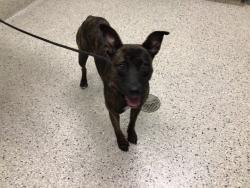 Shelter Stray Female Dog last seen Near BLOCK WHEEELING ST, 12155 Park Blvd, Brighton, CO 80601, USA