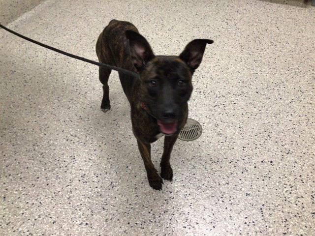 Shelter Stray Female Dog last seen Near BLOCK WHEEELING ST, 12155 Park Blvd, Brighton, CO 80601, USA