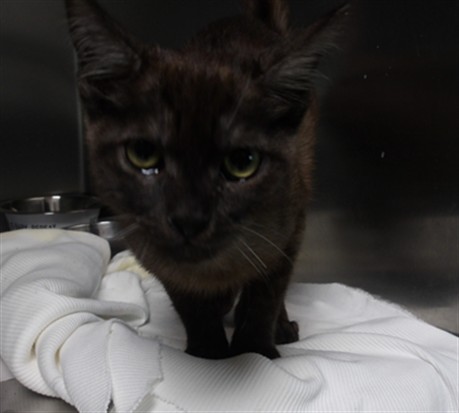 Shelter Stray Male Cat last seen , 11361 W Pico Blvd, Los Angeles, CA 90064, USA