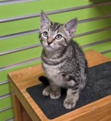 Shelter Stray Male Cat last seen ST PETERS, 4850 Mid Rivers Mall Dr, St Peters, MO 63376, USA
