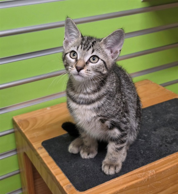 Shelter Stray Male Cat last seen ST PETERS, 4850 Mid Rivers Mall Dr, St Peters, MO 63376, USA