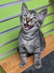 Shelter Stray Male Cat last seen ST PETERS, 4850 Mid Rivers Mall Dr, St Peters, MO 63376, USA