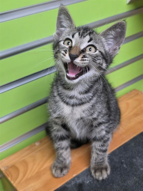 Shelter Stray Male Cat last seen ST PETERS, 4850 Mid Rivers Mall Dr, St Peters, MO 63376, USA