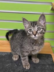Shelter Stray Male Cat last seen ST PETERS, 4850 Mid Rivers Mall Dr, St Peters, MO 63376, USA