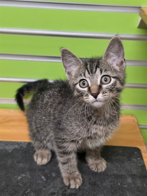 Shelter Stray Male Cat last seen ST PETERS, 4850 Mid Rivers Mall Dr, St Peters, MO 63376, USA