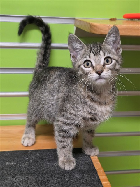 Shelter Stray Female Cat last seen ST PETERS, 4850 Mid Rivers Mall Dr, St Peters, MO 63376, USA