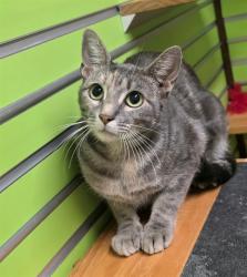 Shelter Stray Female Cat last seen COTTLEVILLE, 4850 Mid Rivers Mall Dr, St Peters, MO 63376, USA