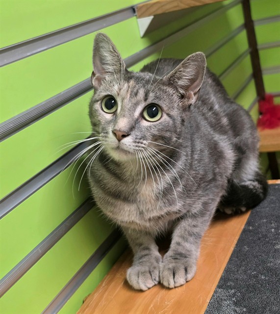Shelter Stray Female Cat last seen COTTLEVILLE, 4850 Mid Rivers Mall Dr, St Peters, MO 63376, USA