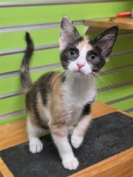 Shelter Stray Female Cat last seen ST PETERS, 4850 Mid Rivers Mall Dr, St Peters, MO 63376, USA