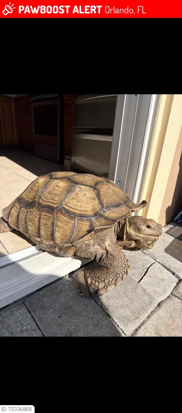 Lost Male Reptile last seen Valencia college lane, Orlando, FL 32825