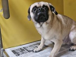 Shelter Stray Male Dog last seen , 3201 Lacy St, Los Angeles, CA 90031, USA